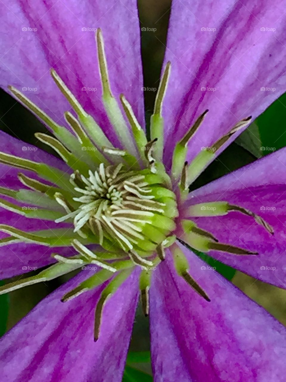 Clematis bloom