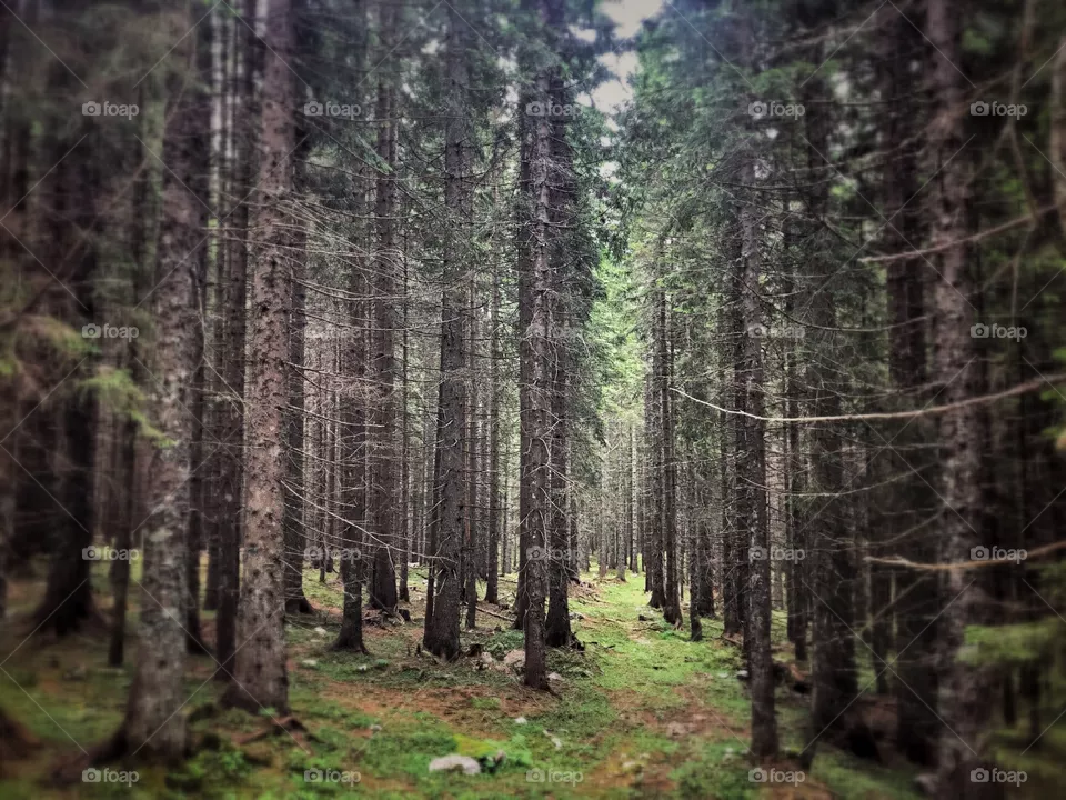 Path