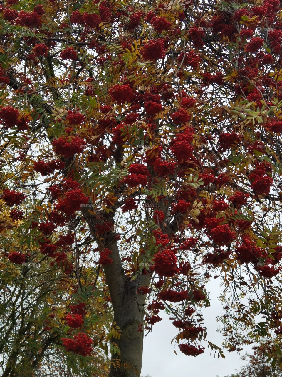 berries on tree