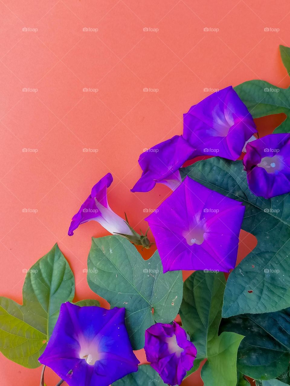 Morning glory background shot