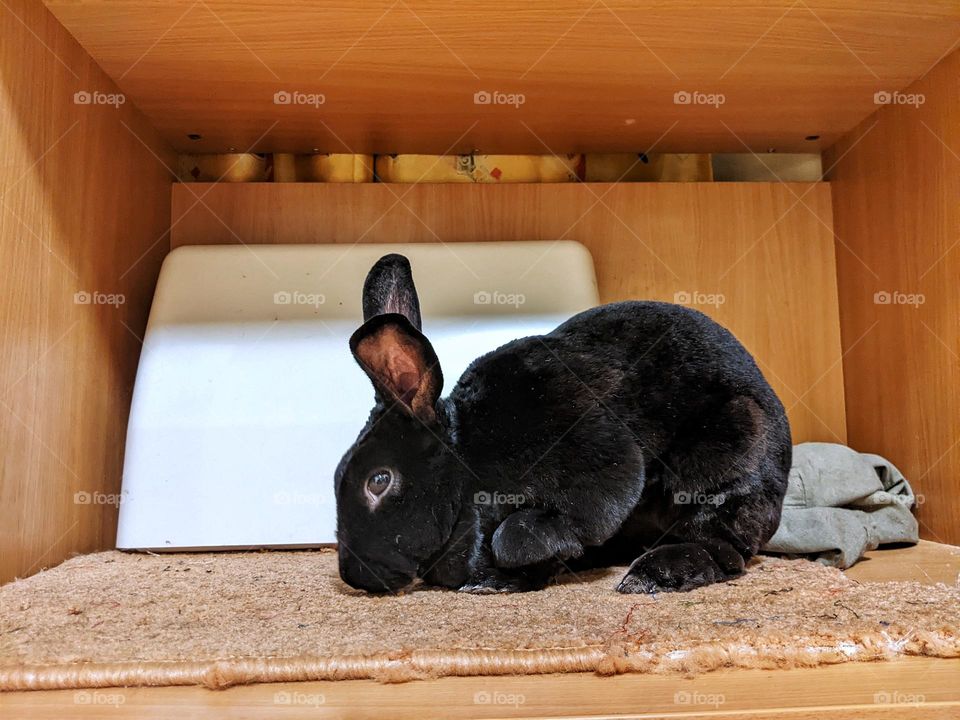 portrait of a domestic black rex rabbit