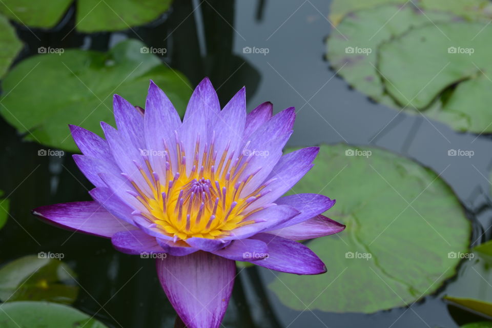 Purple Lotus flower and lily pads in a pond