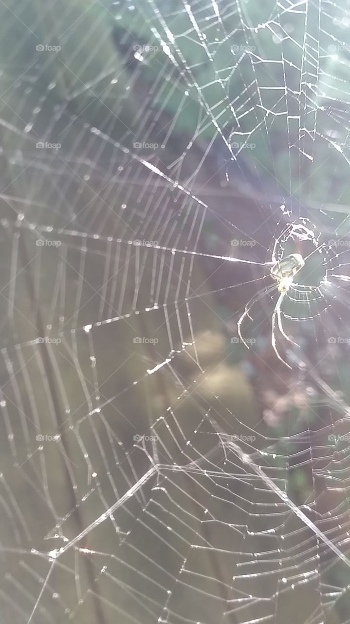spider in the sun