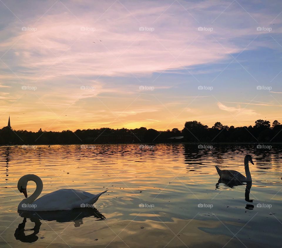 Calm and serene swans on a lake in London