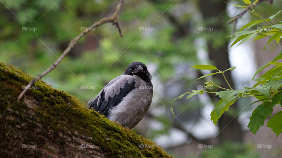 Posing the bird is a little crow.