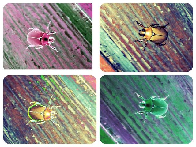4 Beetles