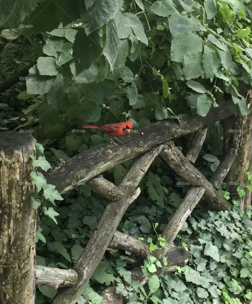 Cardinal Central Park 