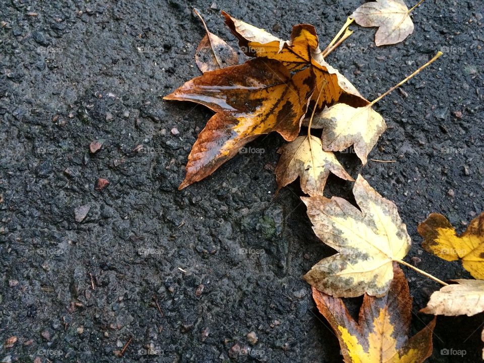 Fallen autumn leaves