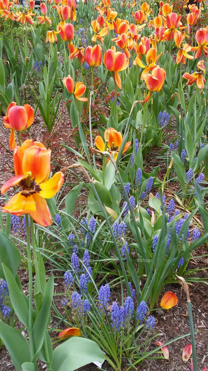 spring. flowers. beauty