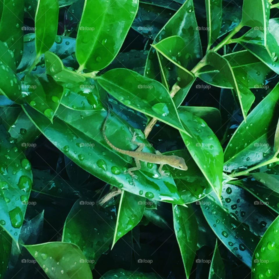 Baby lizard on a leaf
