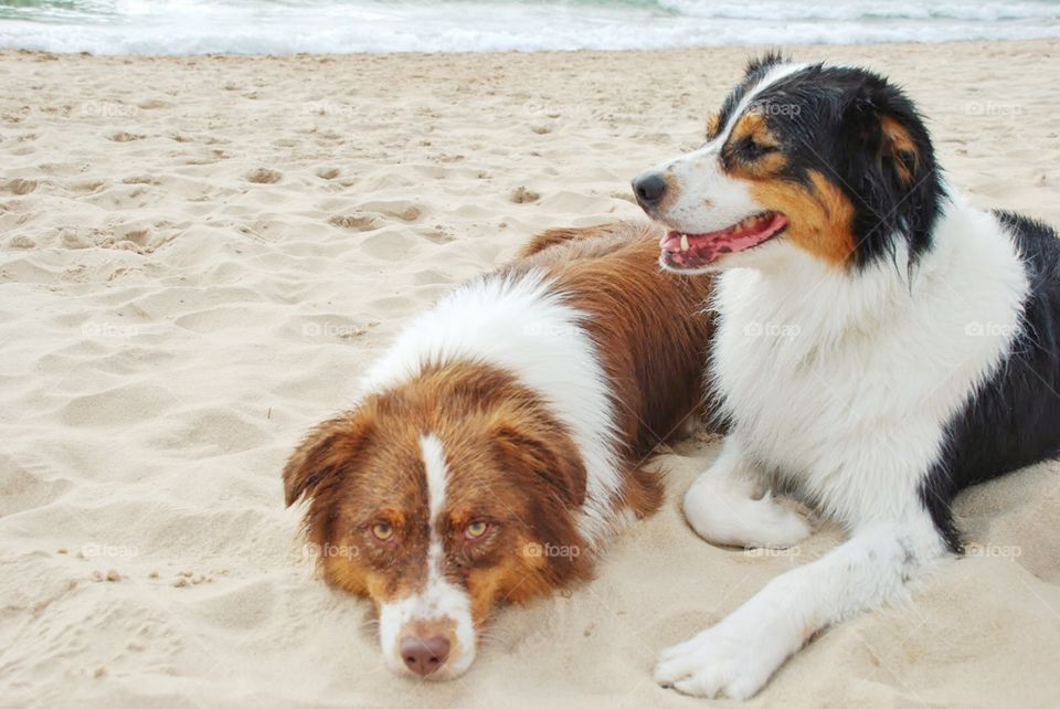 Sand dogs. Two Australian Shepherds rest on the sandy beach after frolicking in the waves