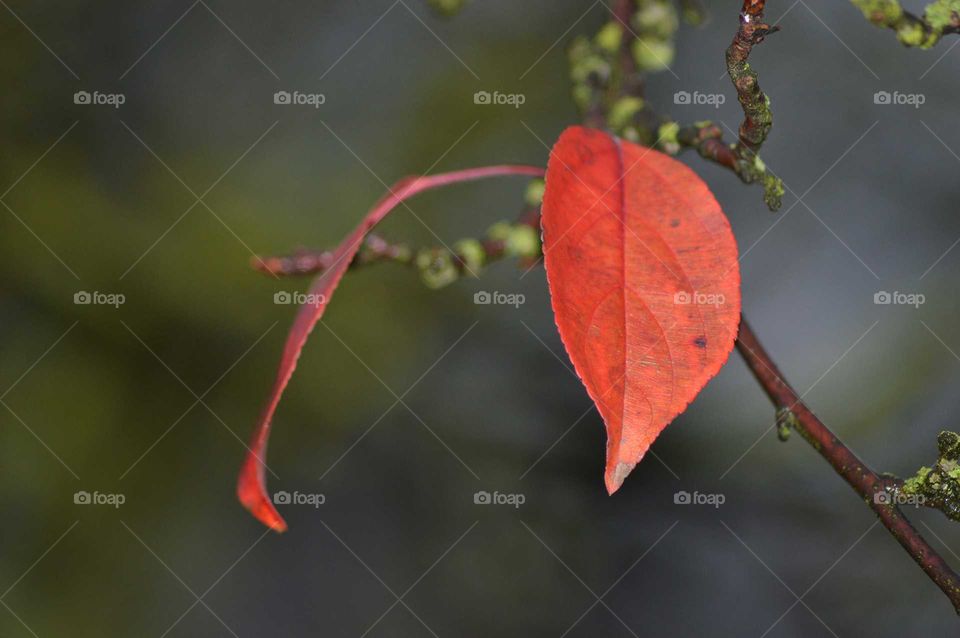 macro autumn leaf in park