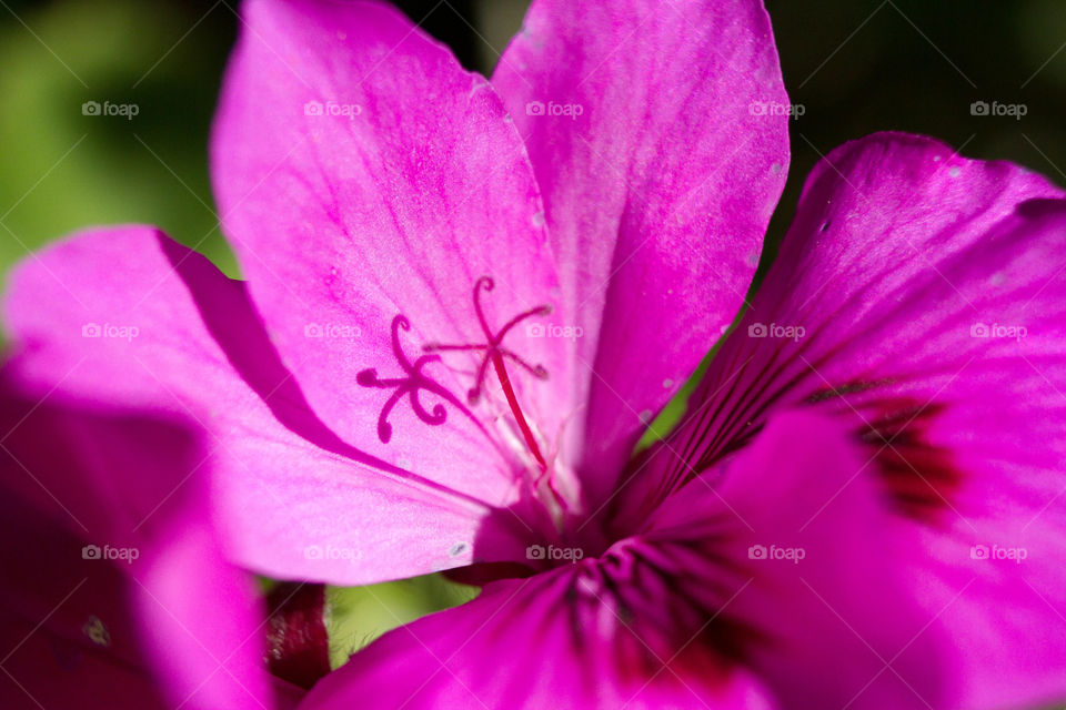 Purple Flower Macro