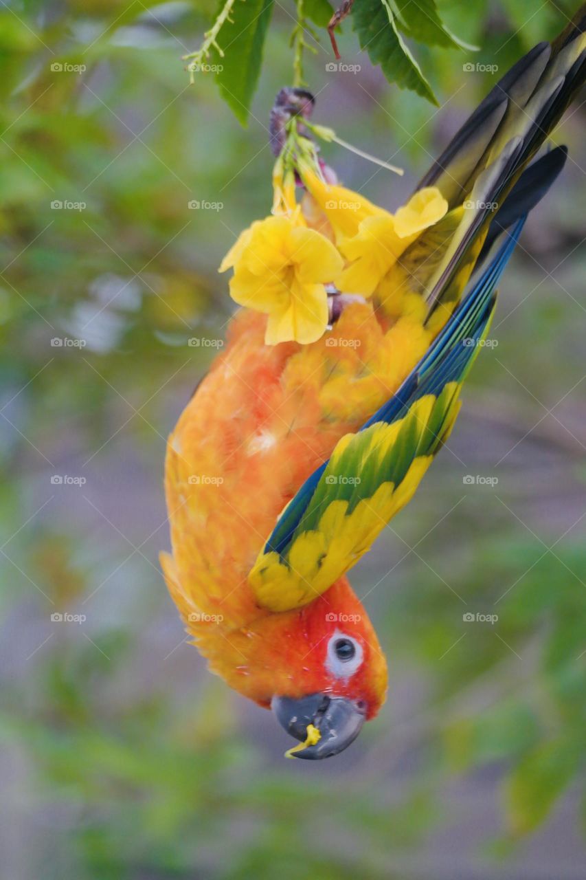 Birds and bees beauty 