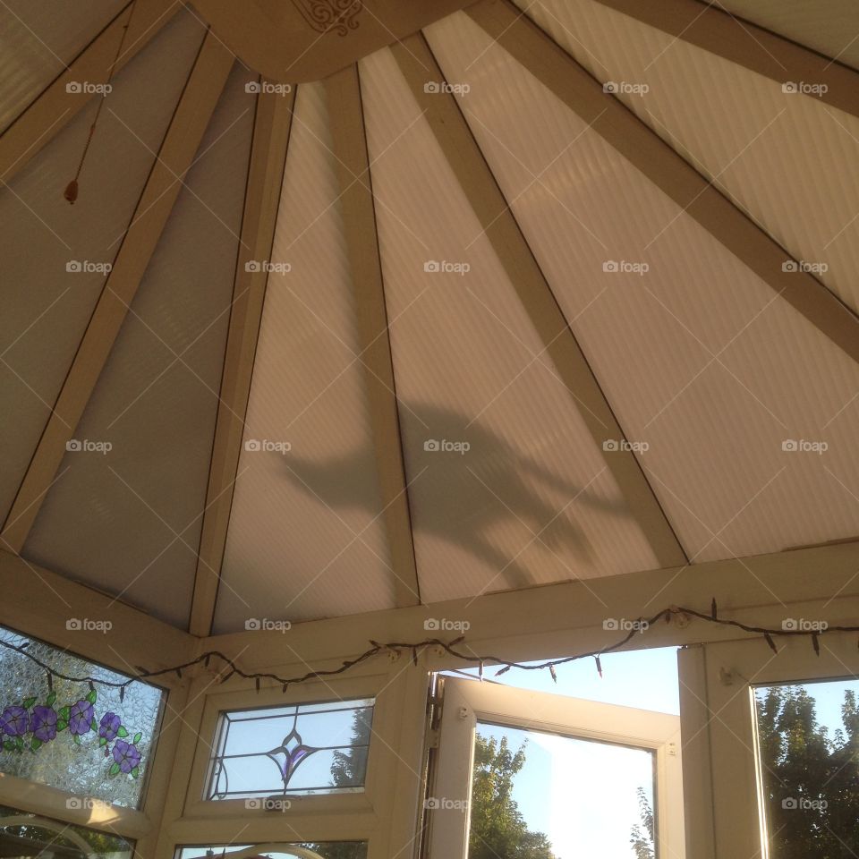 A cat up there. My cat walking over the conservatory roof