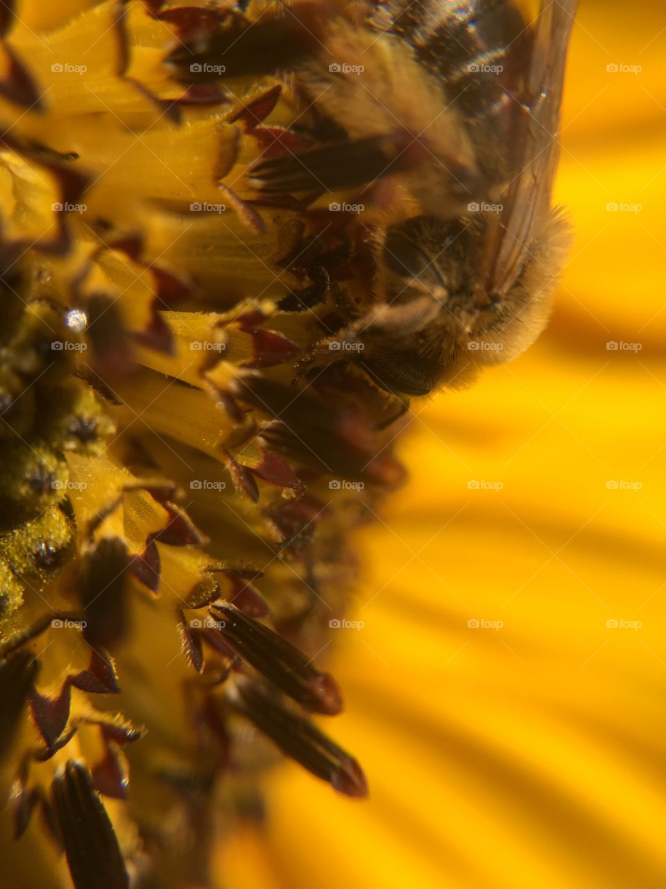 Honeybee on sunflower