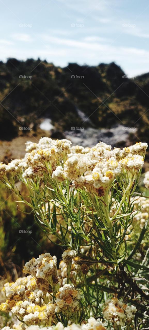 the view of the edelweiss flower on the cleft mountain of Java