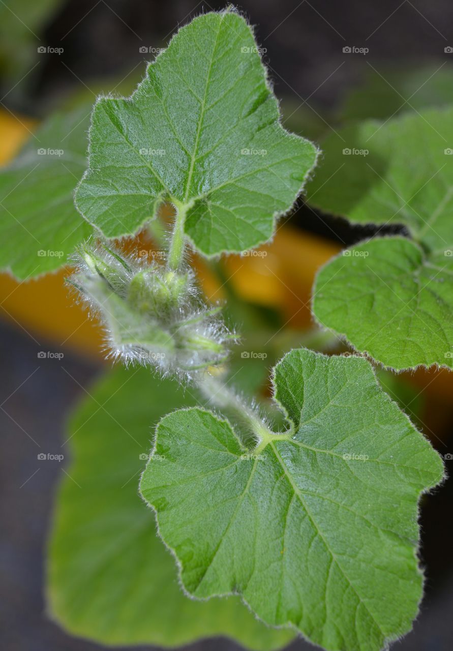 green leaves and buds