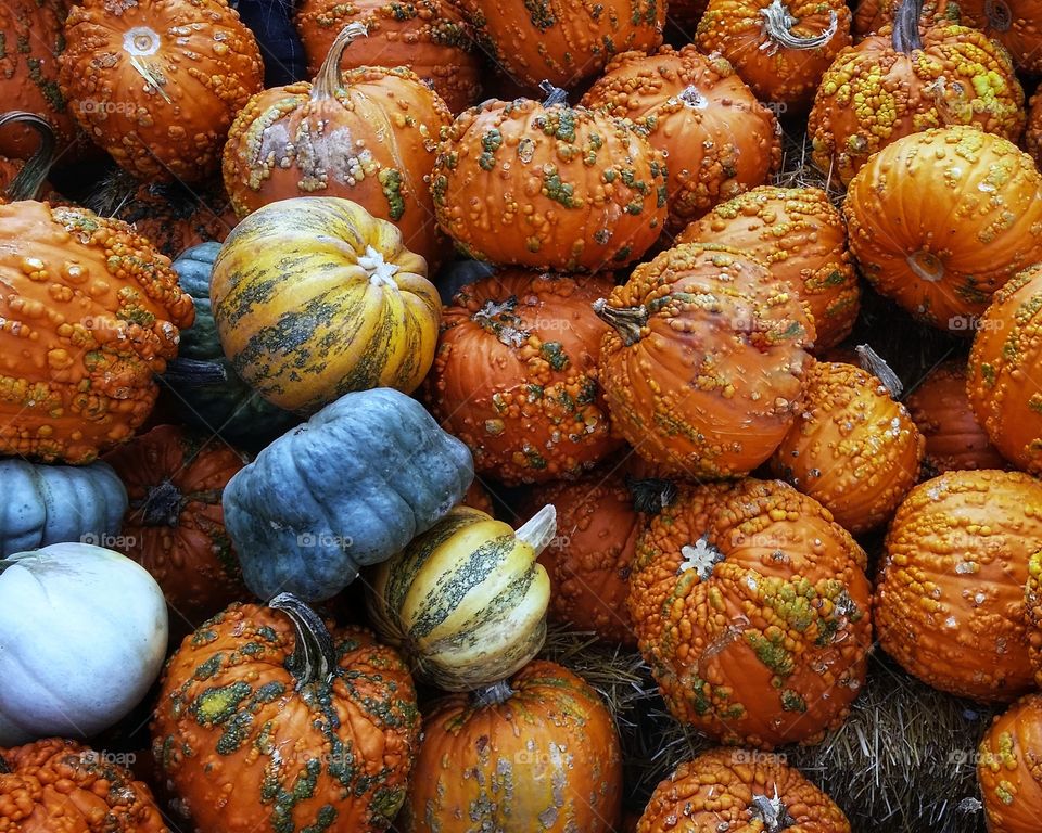 Multicolored pumpkins