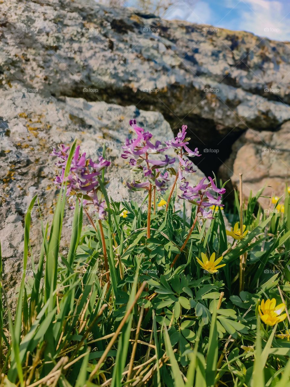 Purple and yellow spring flowers blooming in front of the granite rocks, covered with lichen at sunny day
