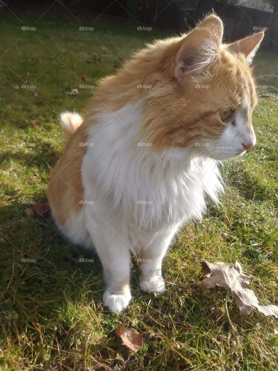 An orange and white cat named Natsu, enjoying the sunny day 🌞