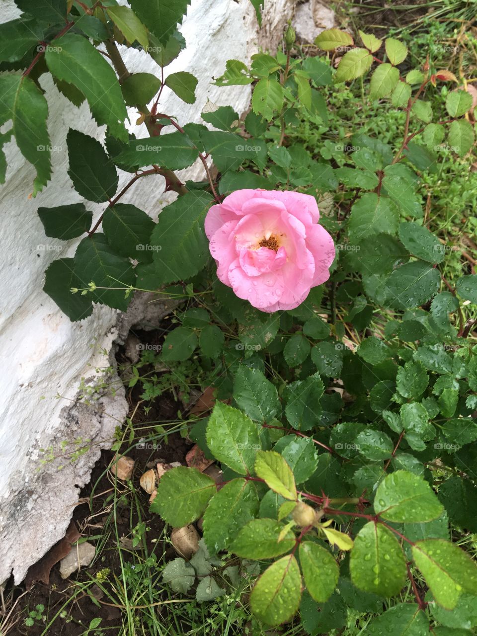 One lonely pink rose on this bush. Soon they’ll be more it will be covered in pink.