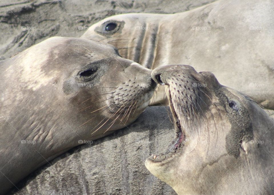 Elephant seals