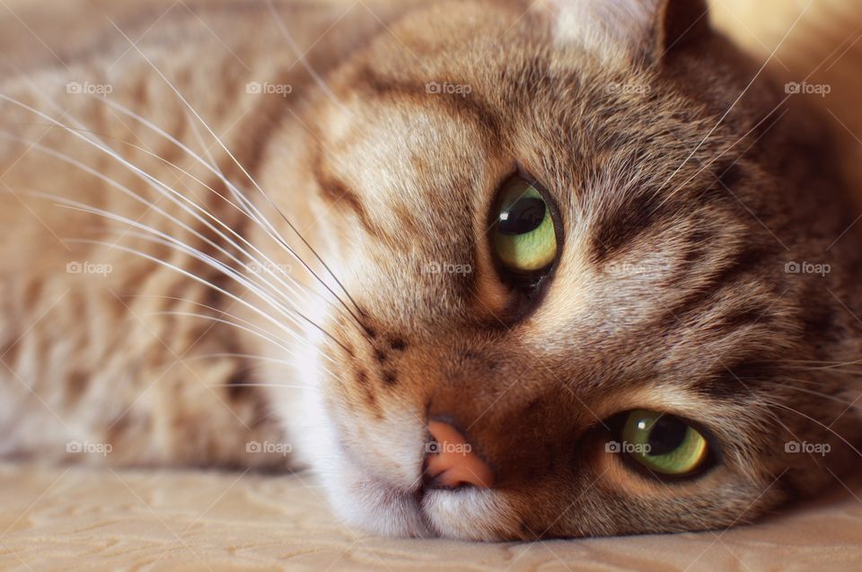 Close-up of a cat