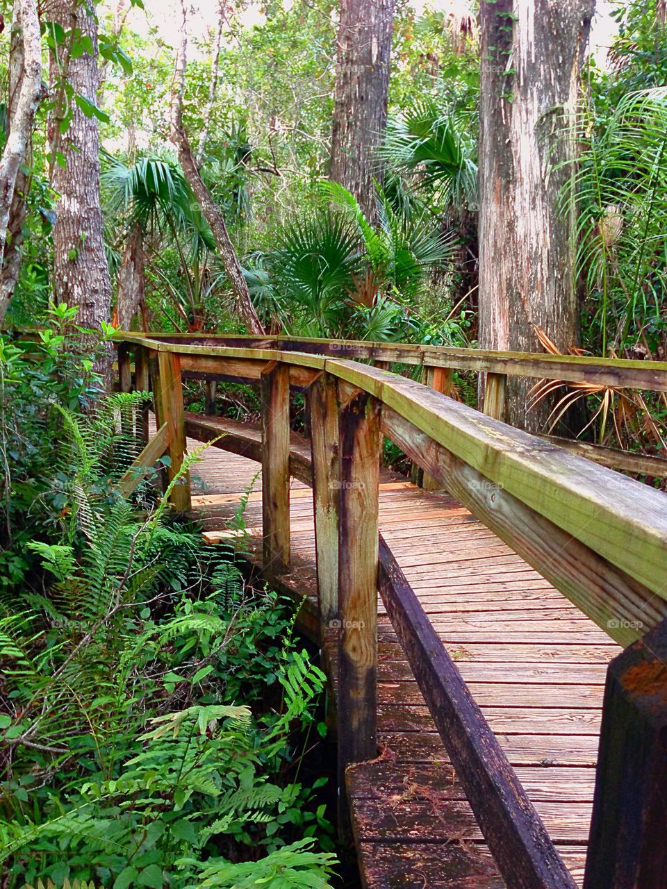 Enchanted boardwalk into the forest.