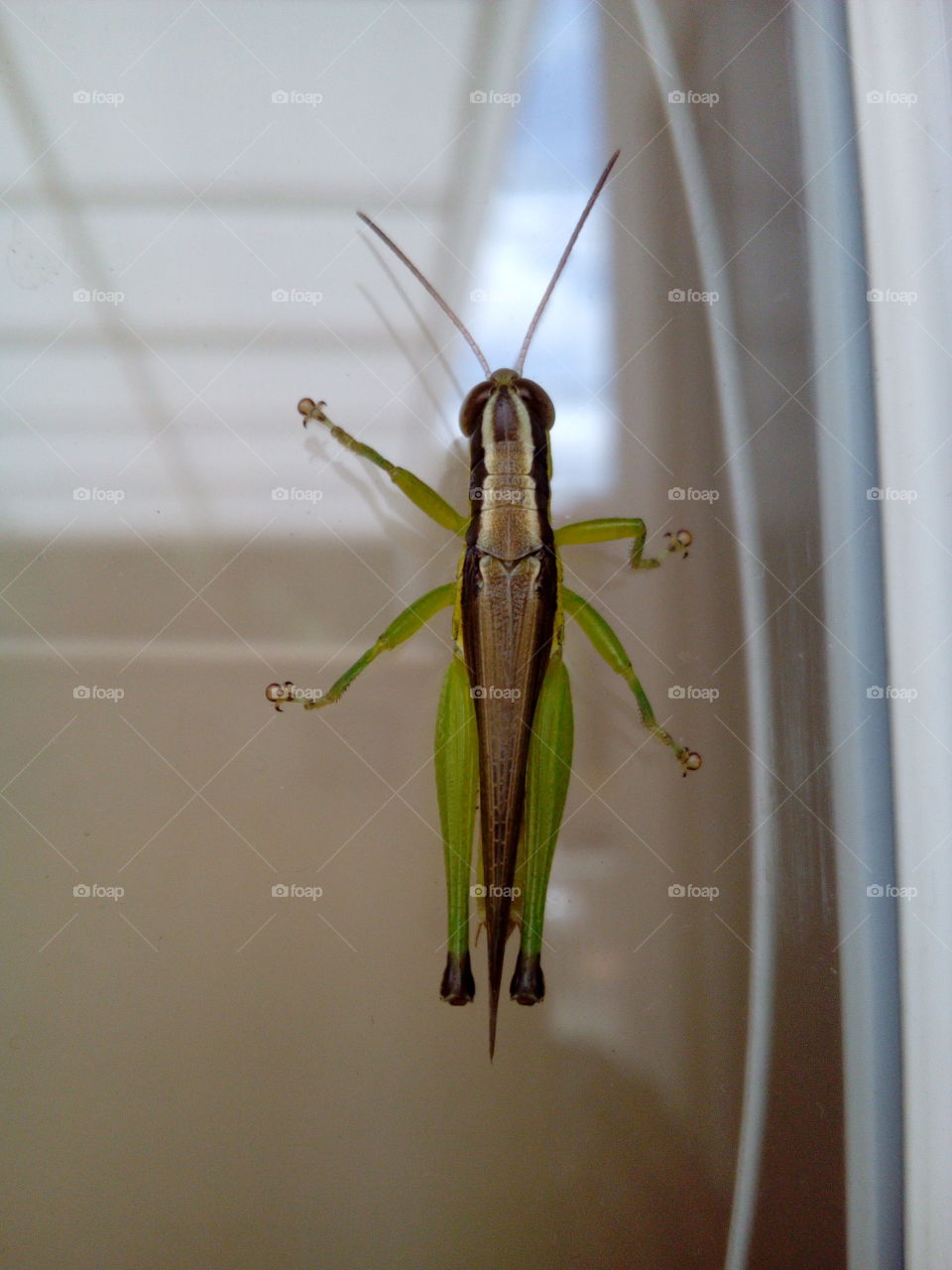 Green grasshopper on the window