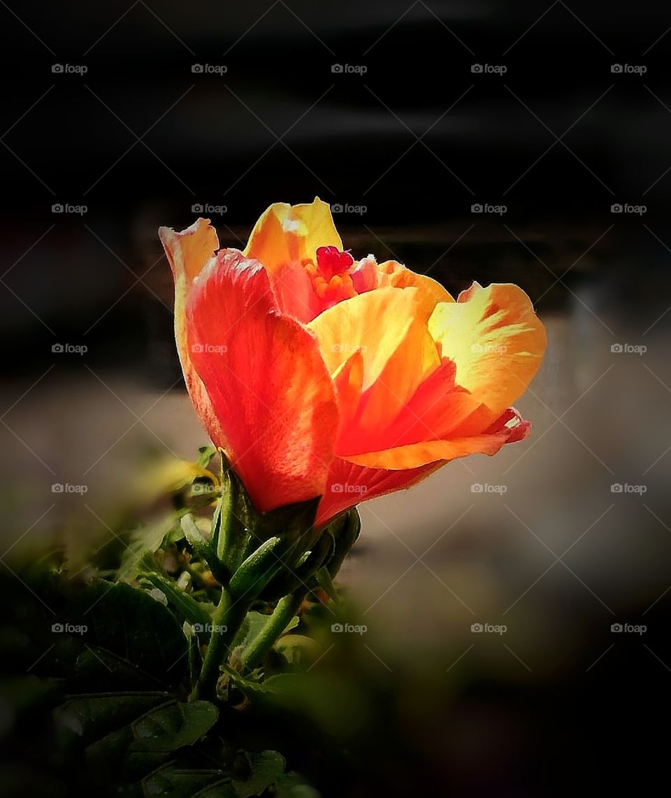In this photo I captured a lovely blooming orange china rose with some green leaf, nature's beauty, nature always amazing