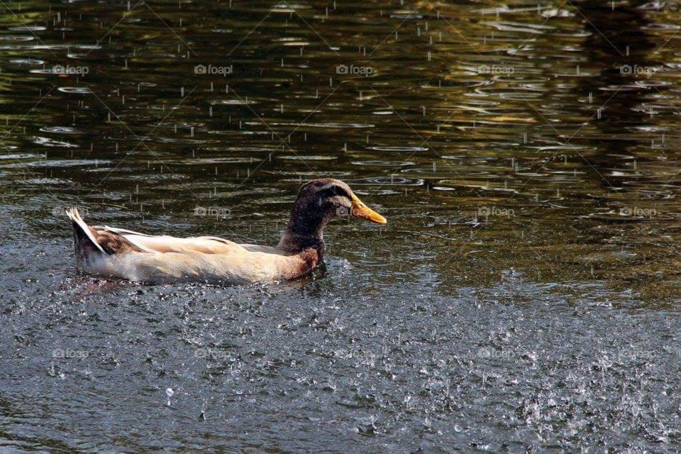 duck in rain