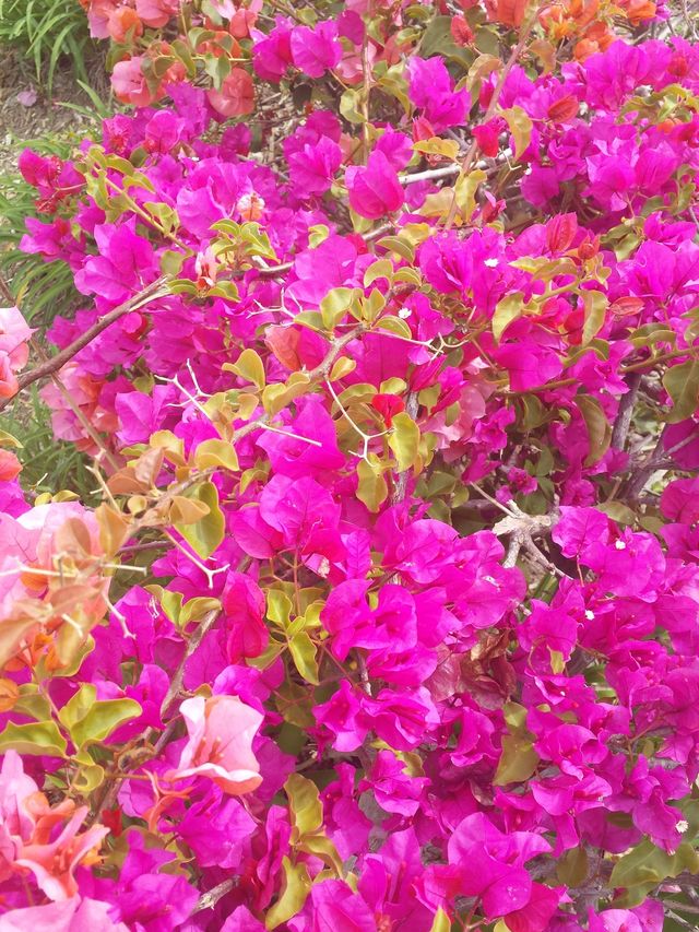 Pink Flowerbed