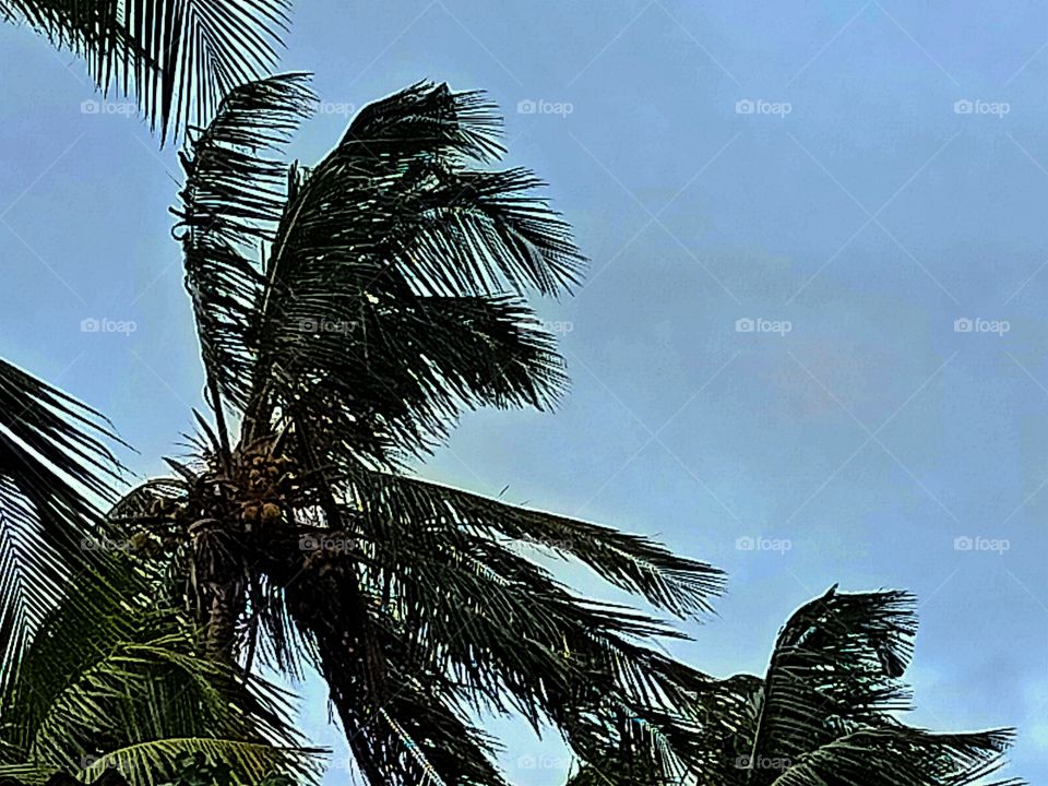 Coconut tree