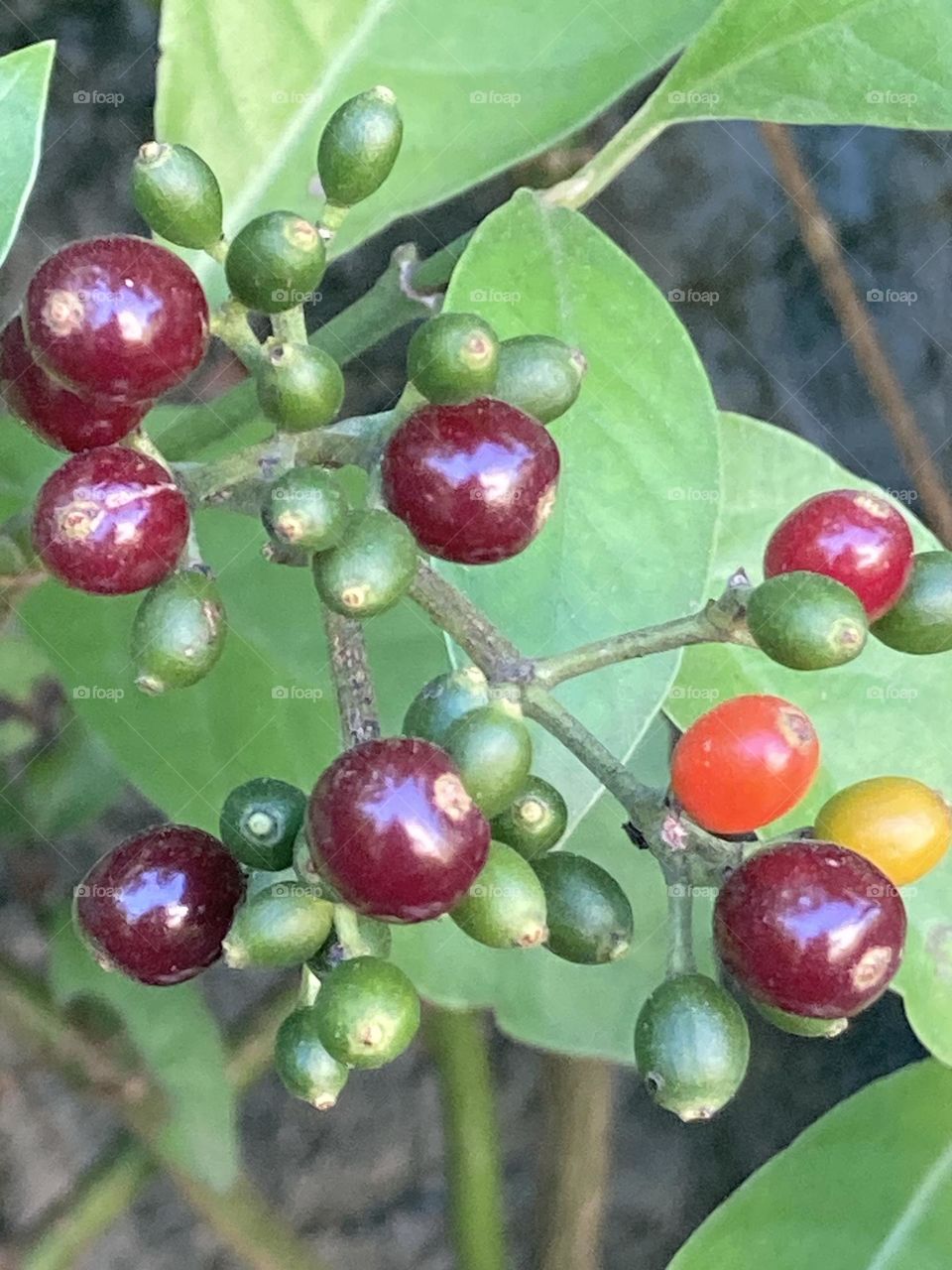 Frutinhas vermelhas e alaranjadas em frente a folhas verdes. Cacho com várias frutinhas.