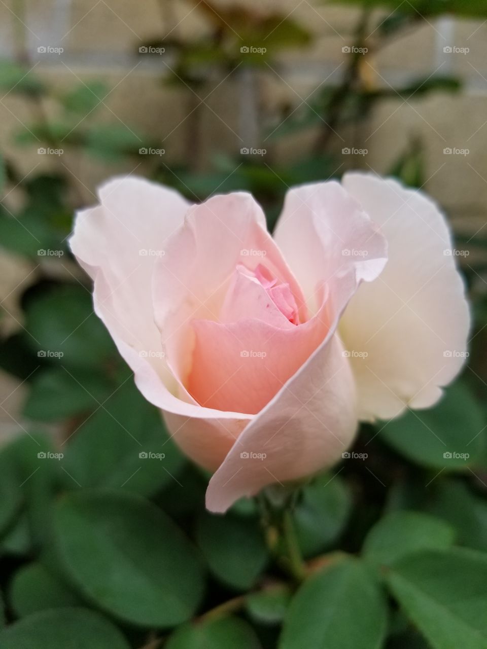 pale pink rose
