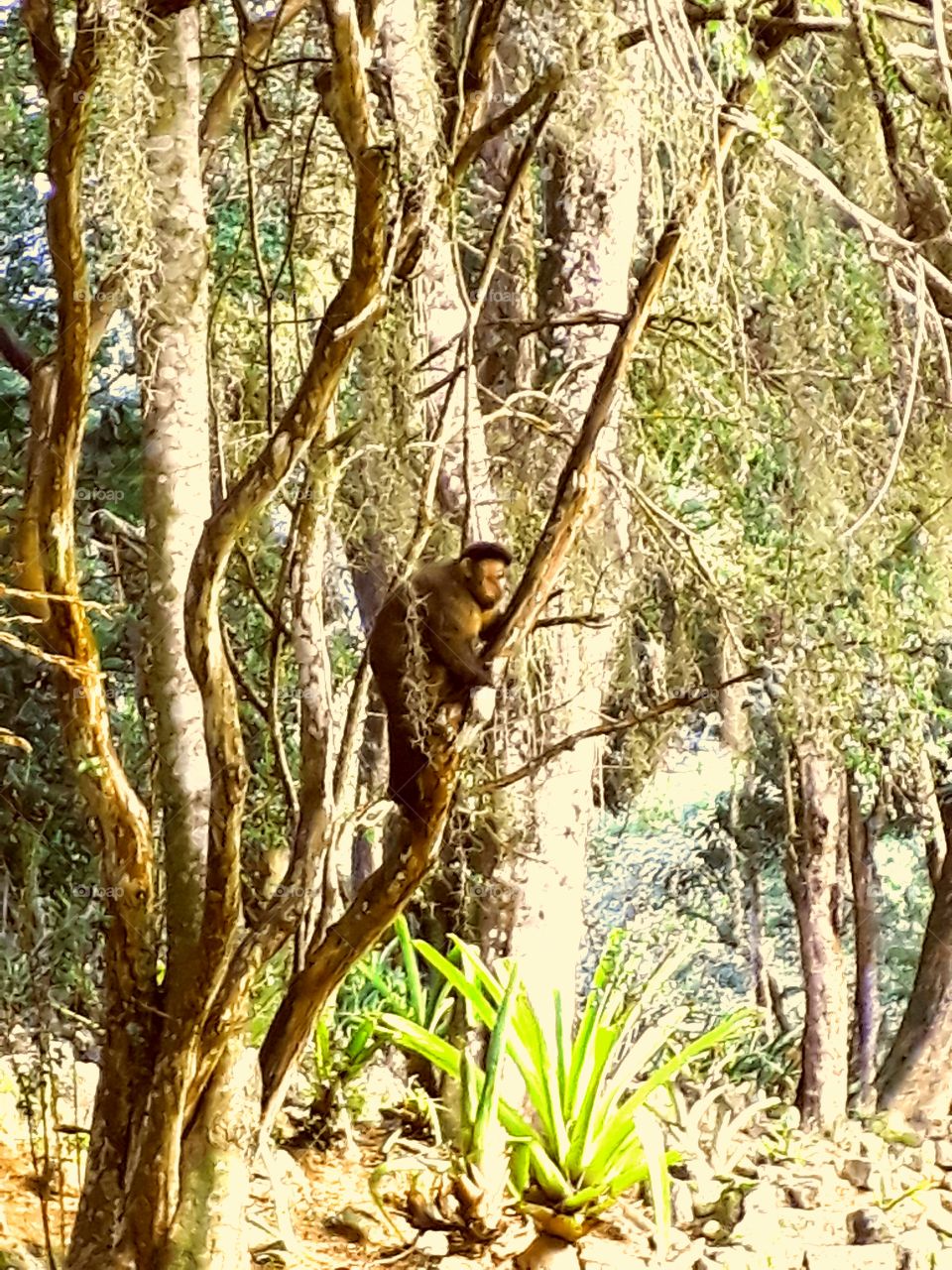 monkey nail
Brazil  Rio de Janeiro
