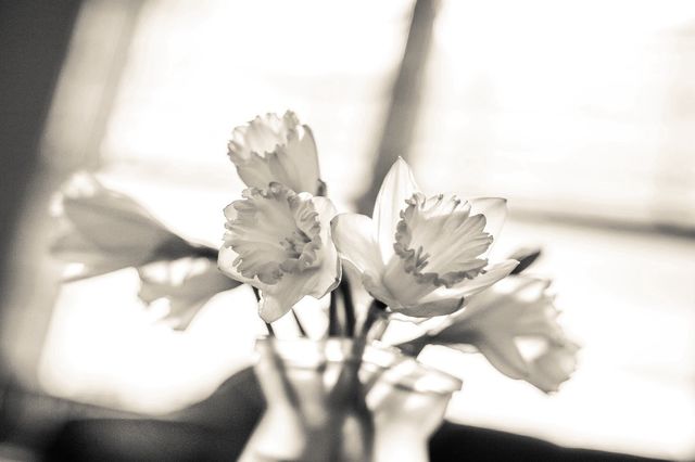 Daffodil