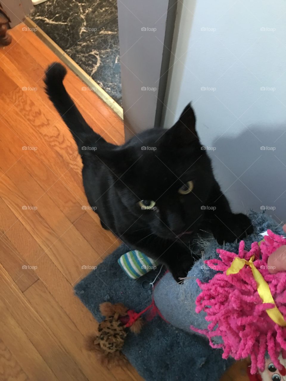 Black Cat On Clawing Post Stretching Up🐾