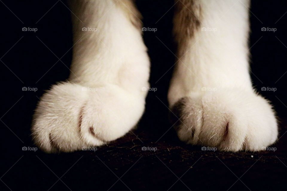 Cat Paws