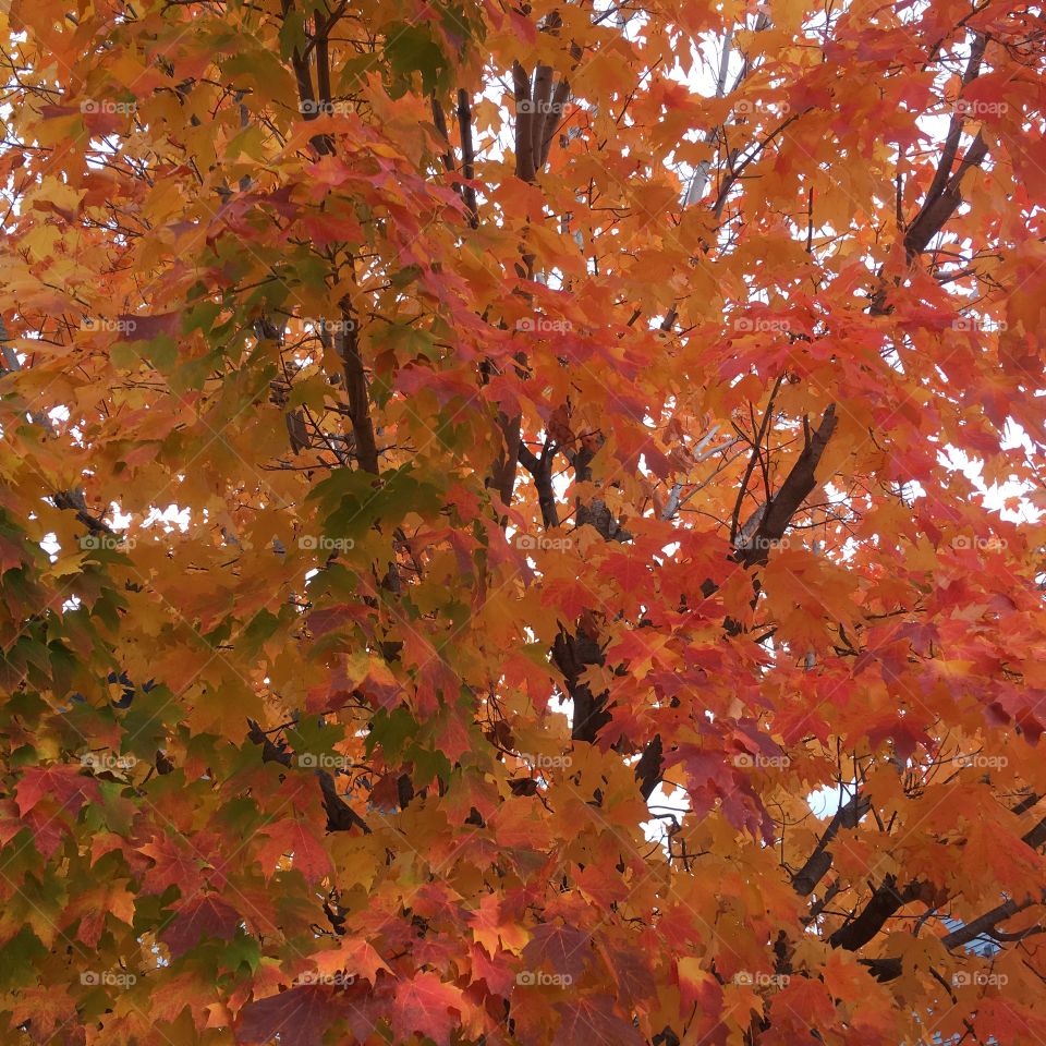 Fall tree