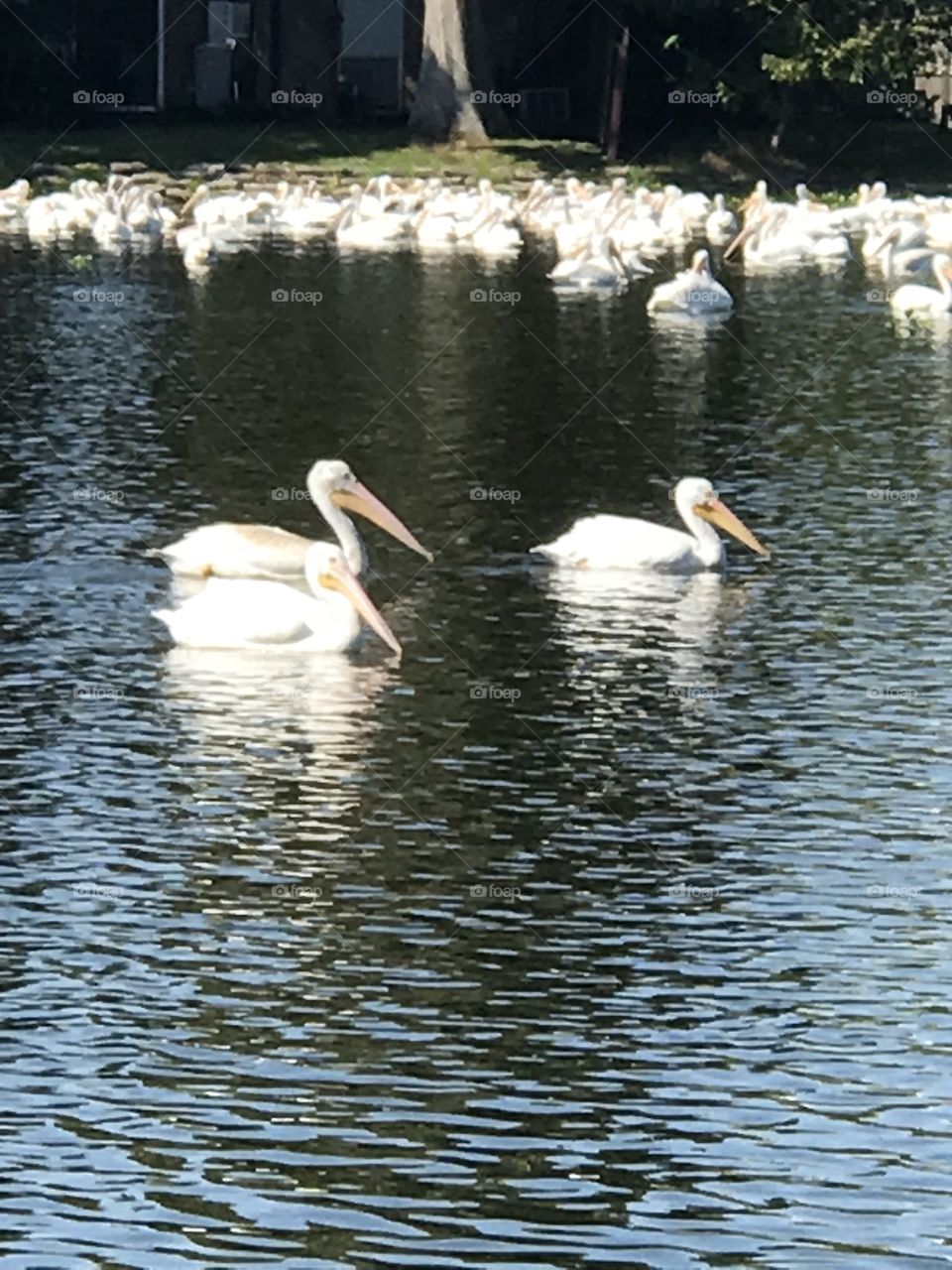 Pelicans lake 