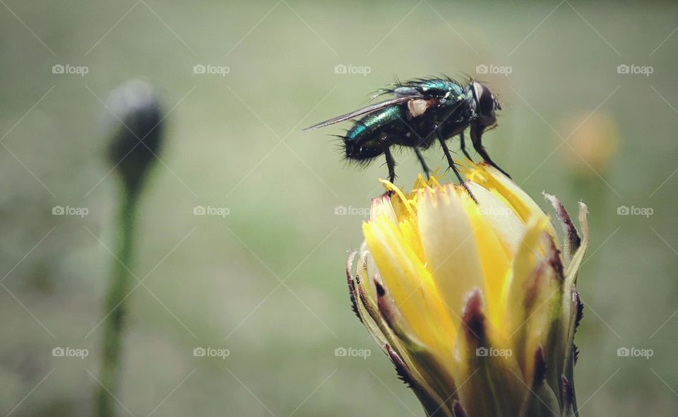 Fly on a flower