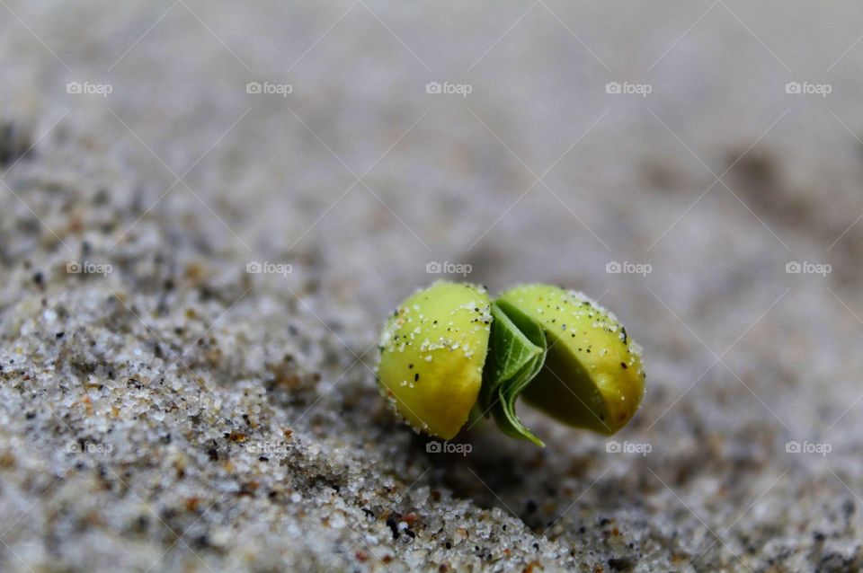 Life always finds a way 