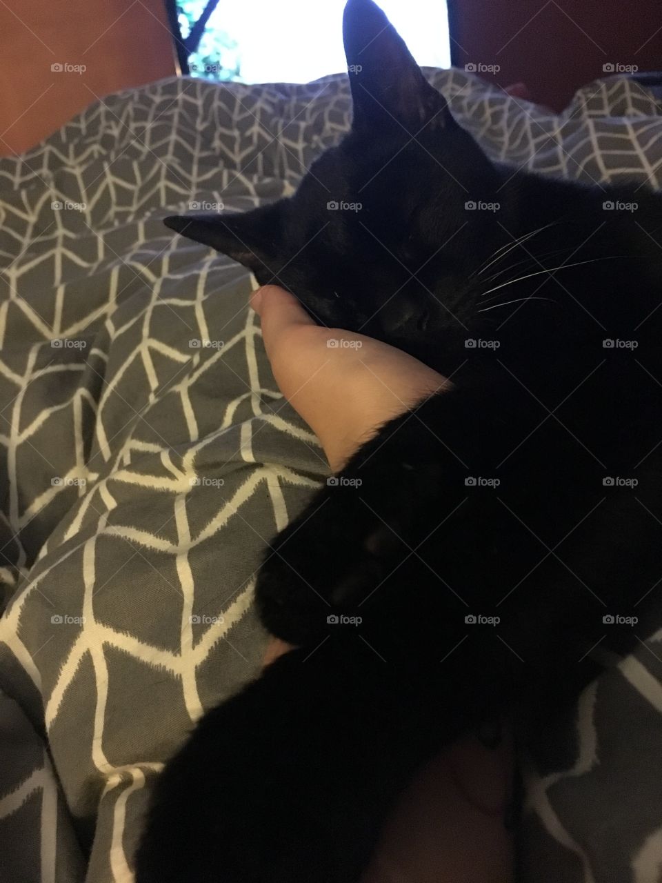 Hand full of..kitty 