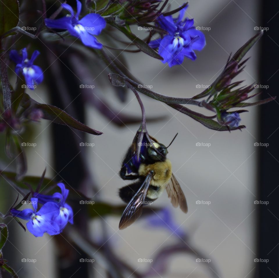 Bee in purple world