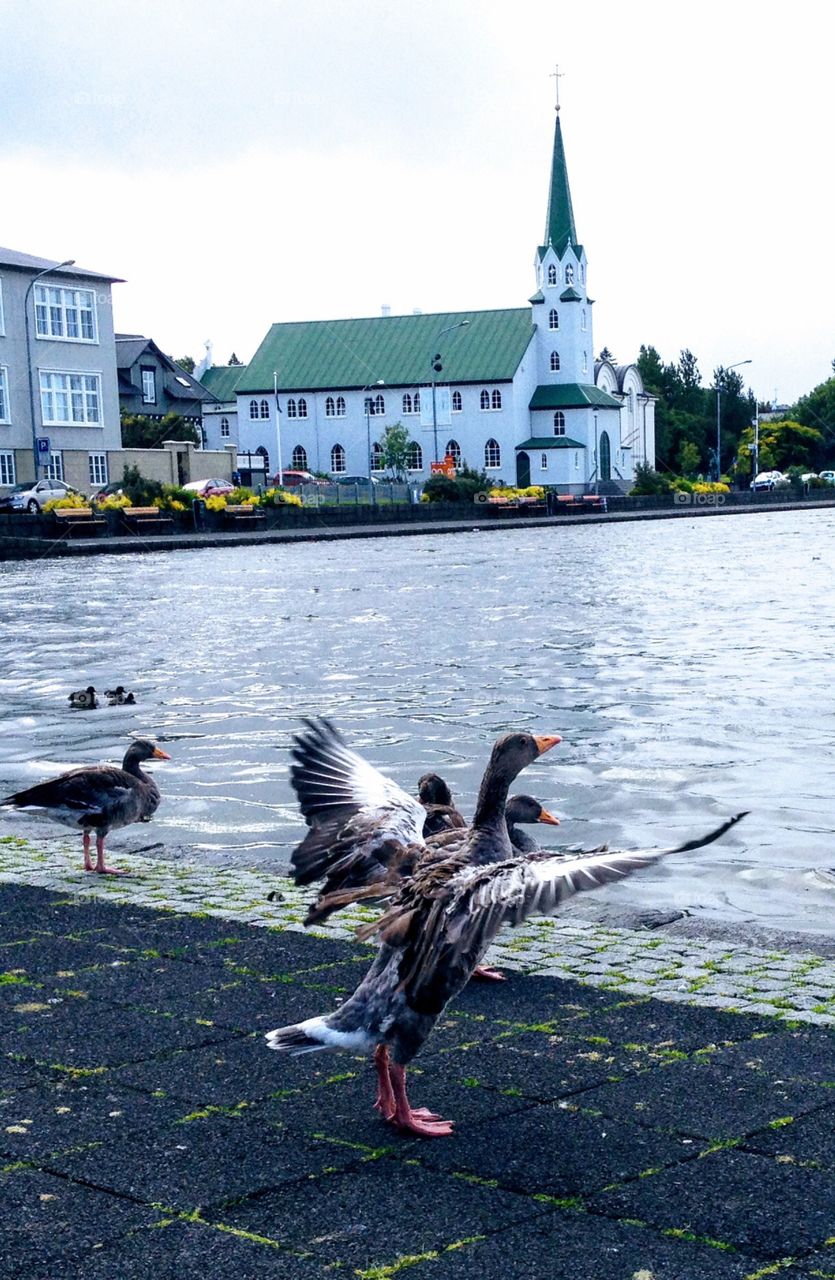 Iceland ducks