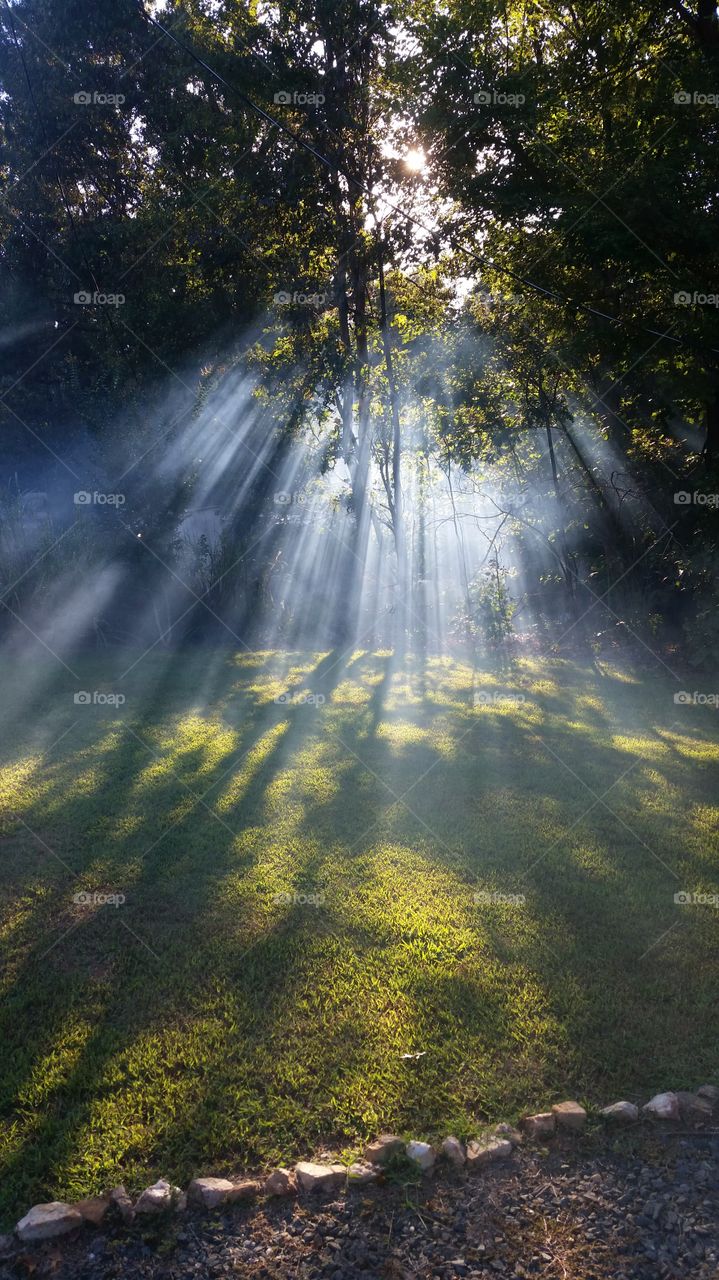 sun rays through the foggy forest