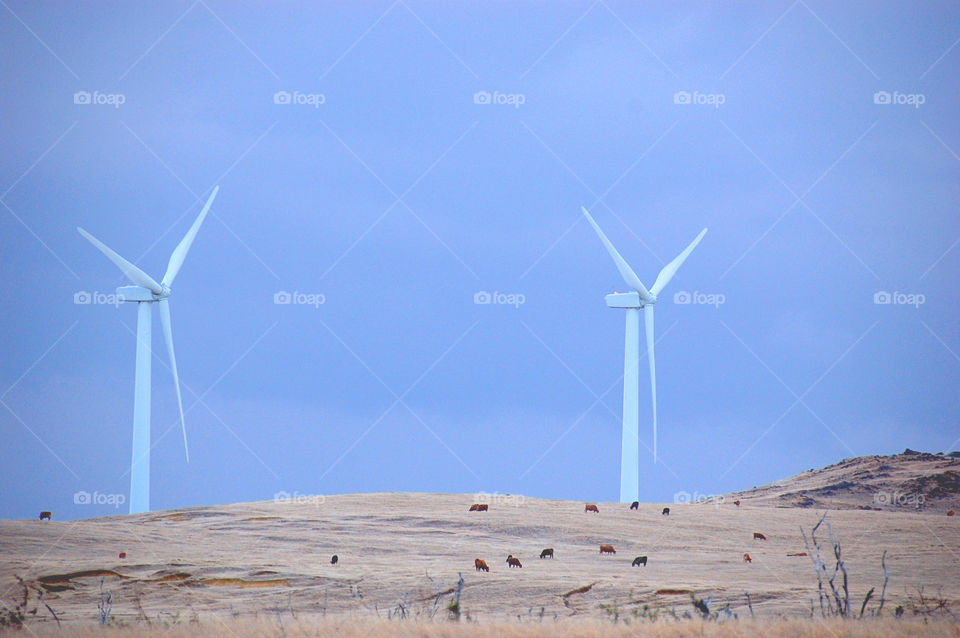 Power of wind. A pleasant sight of cattle grazing at the base of windmills