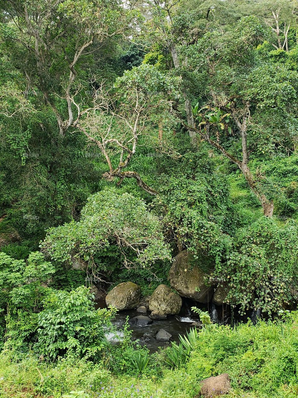 River Wona found in Moshi Tanzania.

June 18, 2023
05:40pm